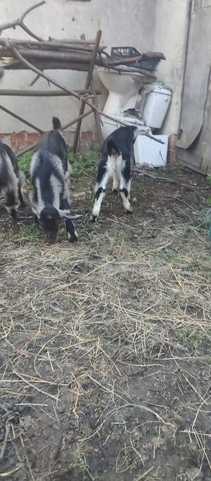 Козенята продам