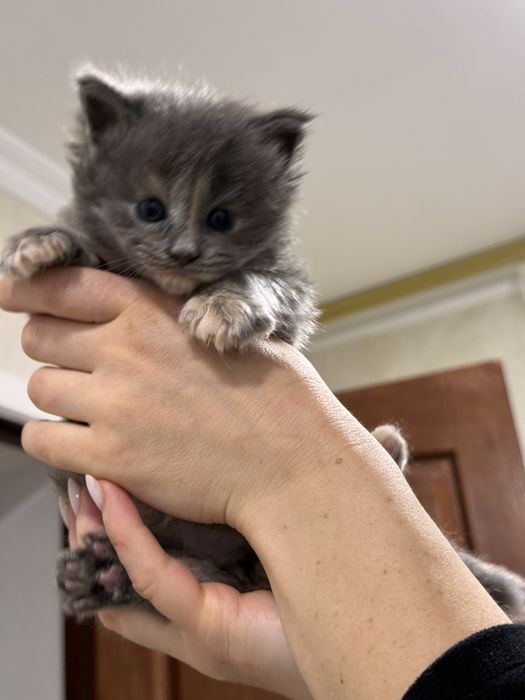кошенята Мейнкун