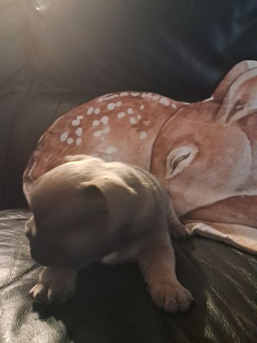 Buldog francuski Lejdi po championce Polski 2025