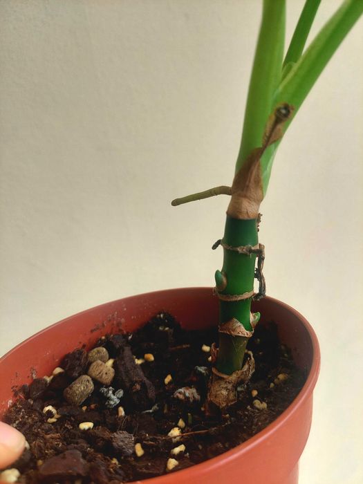 Planta Syngonium Gold