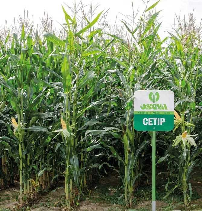 Nasiona kukurydzy CETIP kiszonka FAO 250 (80 tys.)