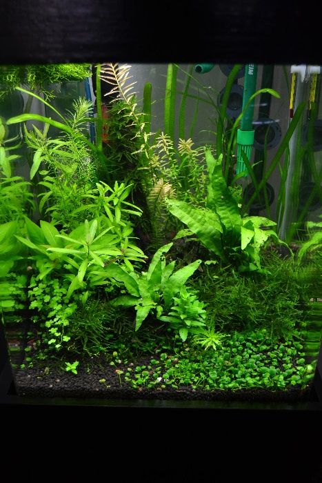 Vendo plantas para aquario