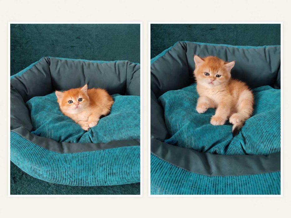 Британская золотая шиншилла, котёнок британец.