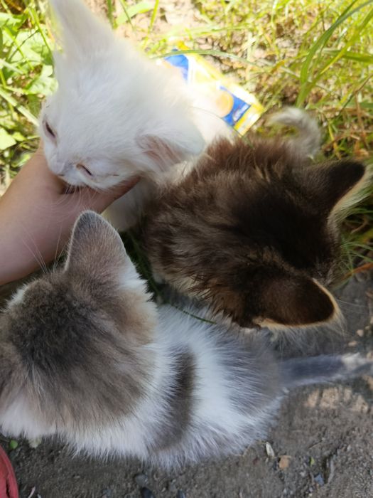 Віддам котиків в гарні руки БЕЗКОШТОВНО