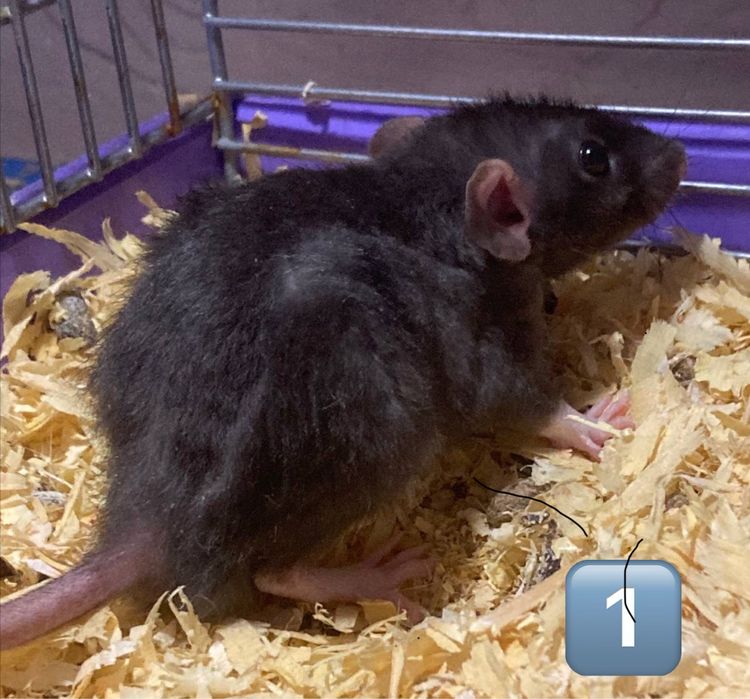 Продам Крысят Дамбо