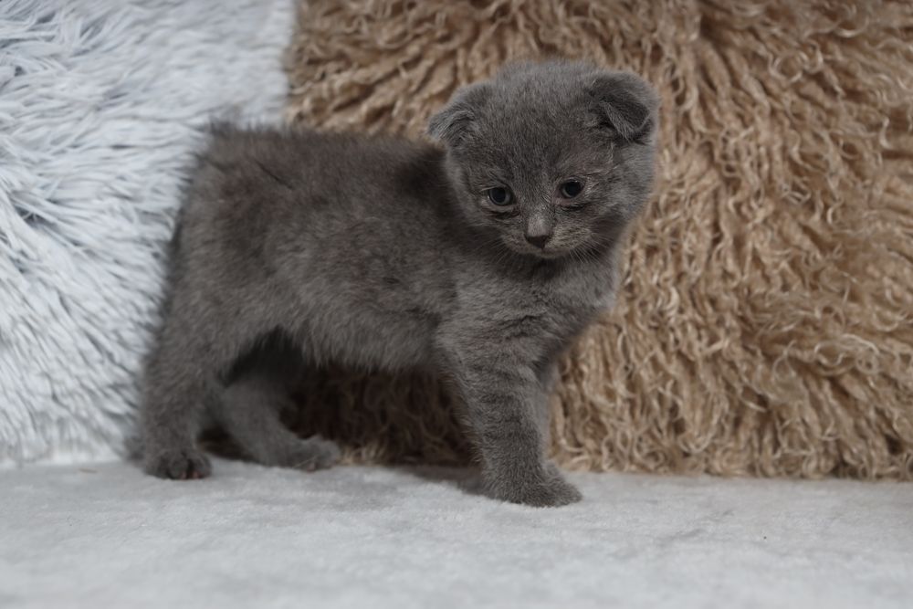 Шотландські висловухі ,Scotish fold