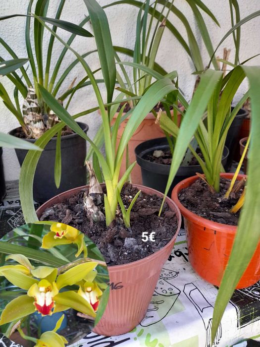 Orquídeas Lindas de várias cores