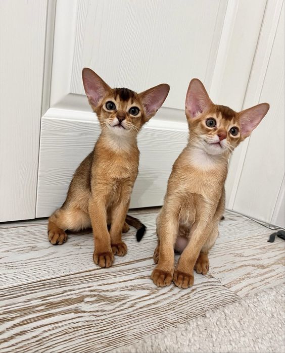 Абіссинські кошенята