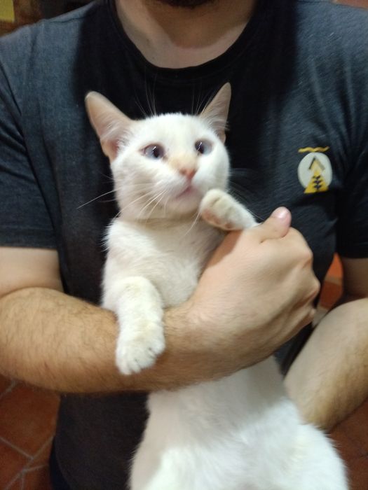Gatinhos amorosos para adoção responsável