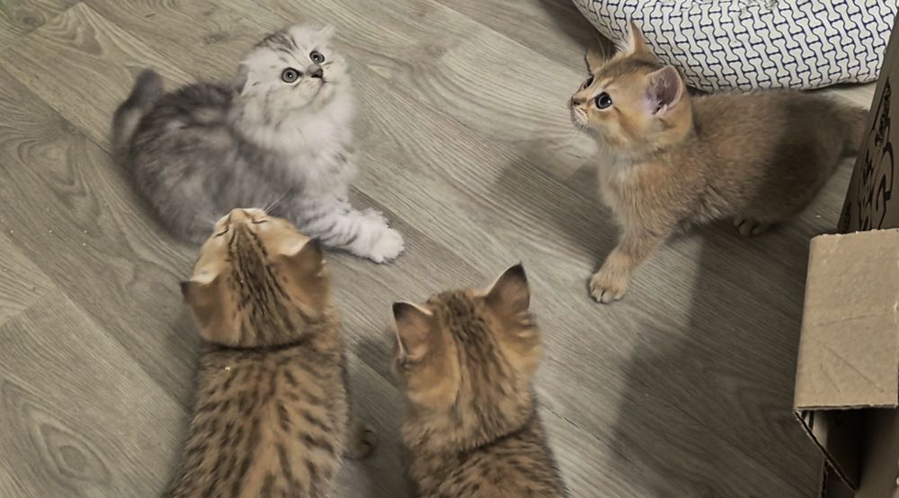 Вислоухие и прямоухие шотландские котята, девочки и мальчик