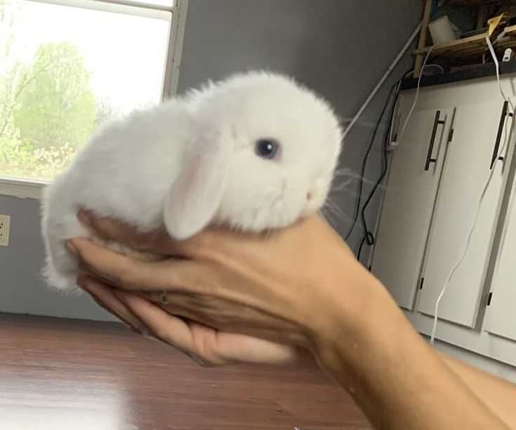 KIT Completo ,Coelhos anões Bebés super dóceis