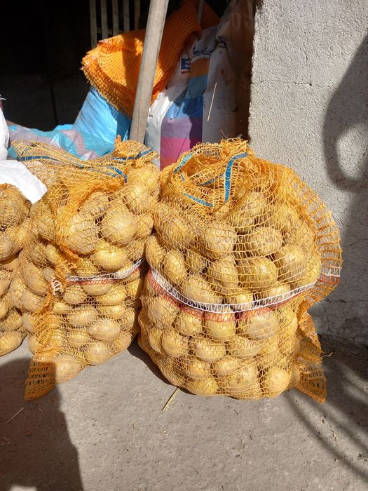 Ziemniaki z małego gospodarstwa, bez sztucznych nawozów