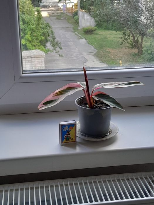 Продам строманту