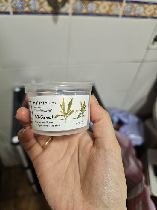 Planta para aquario Helanthium