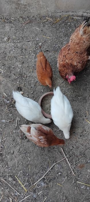 Frangos para venda