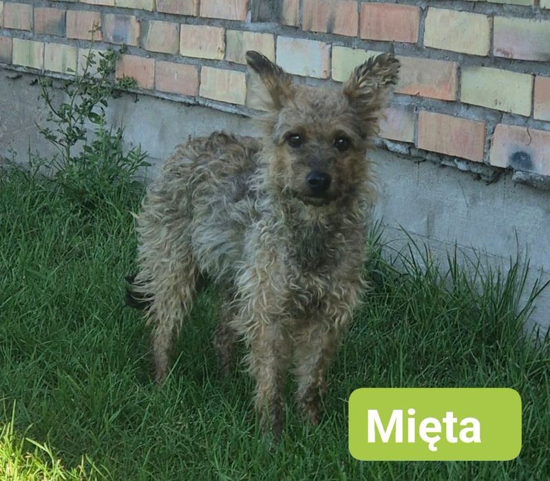Malutkie Kudłacze do adopcji