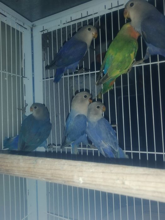 Roseicollis novinhos