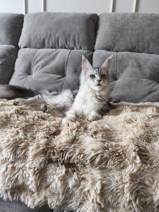 Kotka Maine coon Aqua