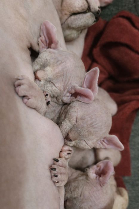 Котята канадский сфинкс. Эльфы