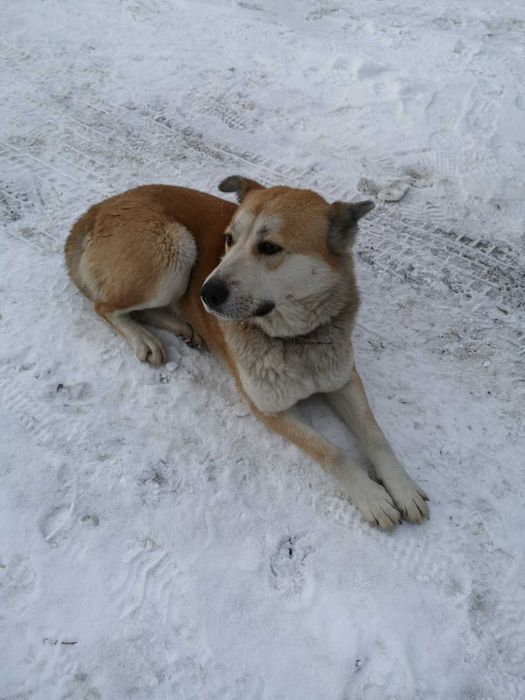 собака дівчинка домашня шукаємо власників метис акіта іну