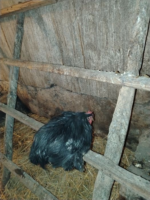 Sprzedam koguta kochina karzełka miniaturke