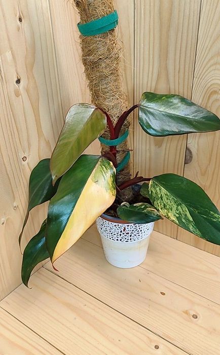 Philodendron strawberry shake