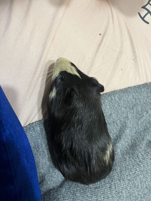 Морская свинка , мальчик 1 годик , продам с клеткой не дорого .