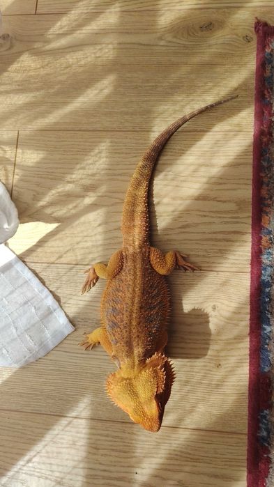 Agama Brodata samiec
