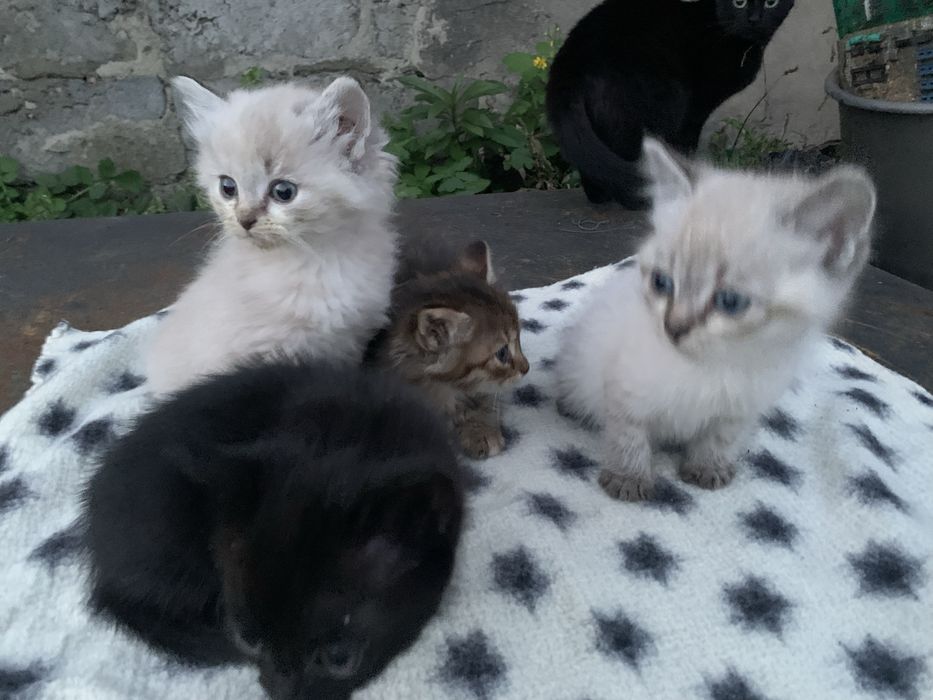 Кошенятка дівчатка та хлопчики