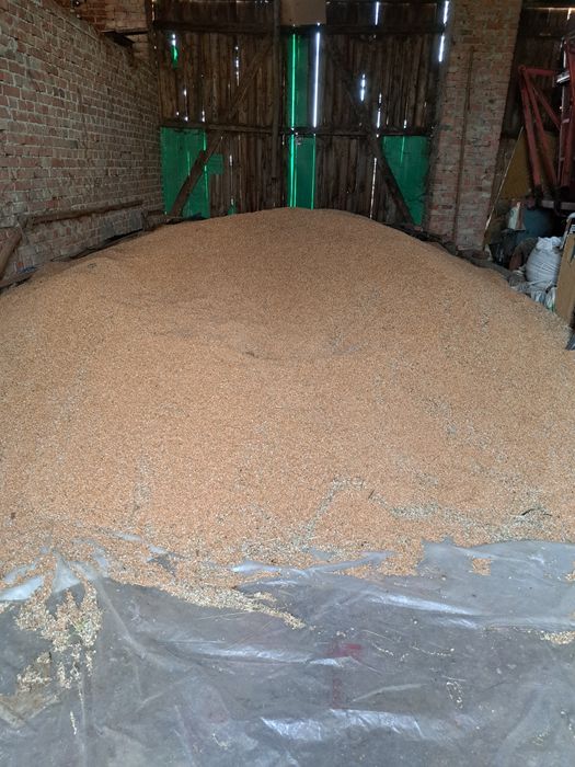 Pszenica zimowa 80zł/100kg