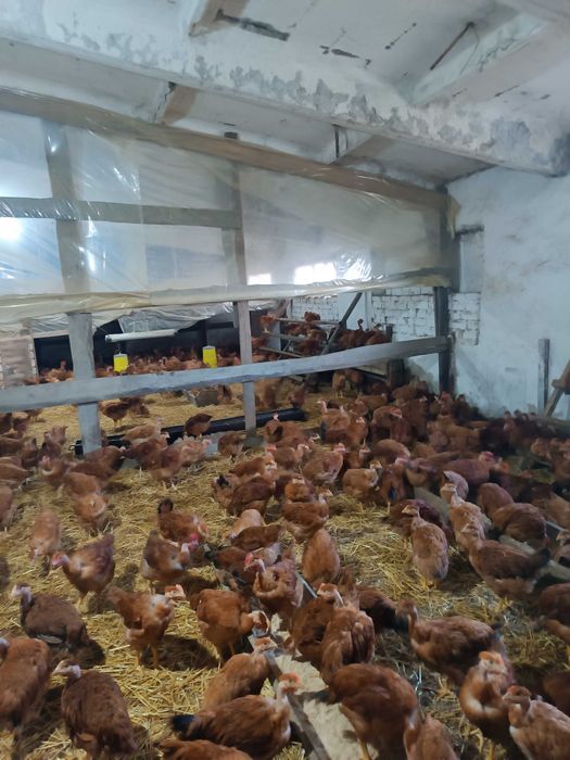 Молоді півники Голошейки