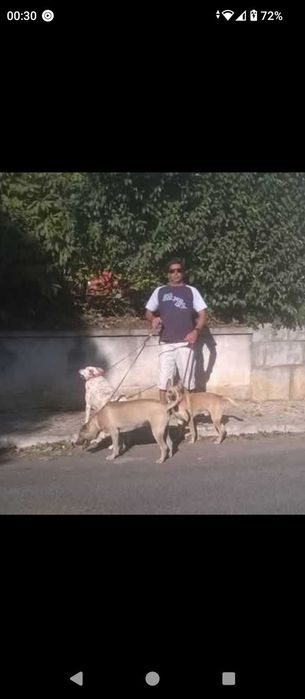Dog Walker desde 2013 Cascais