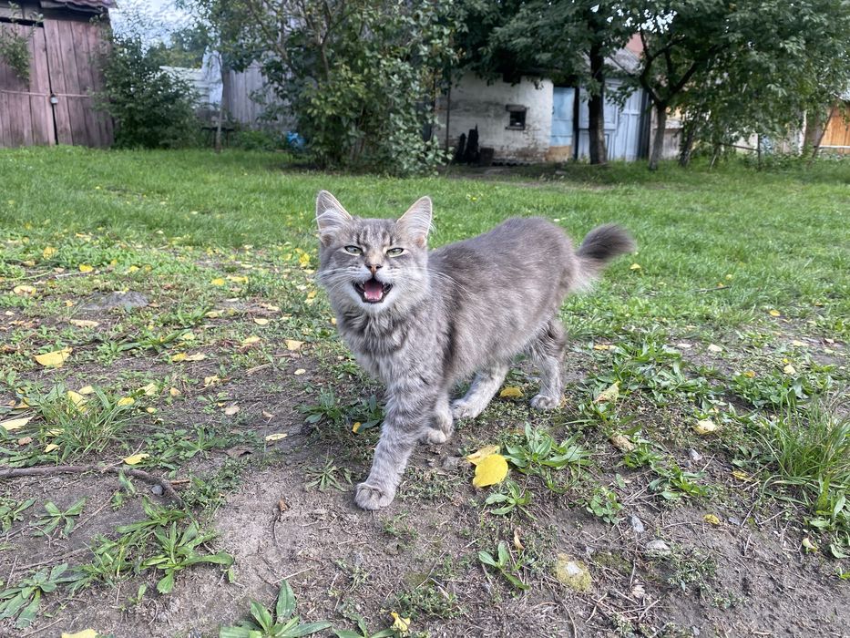 Котик в добрі руки, гарні кошенята, 8місяців