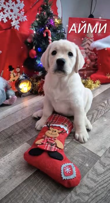 Продам щенков лабрадора ретривера