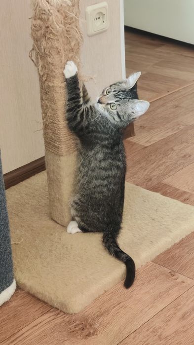 Отдам котенка мальчика