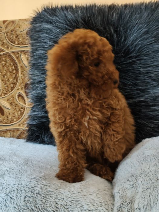 Pudel Toy Red Piesek