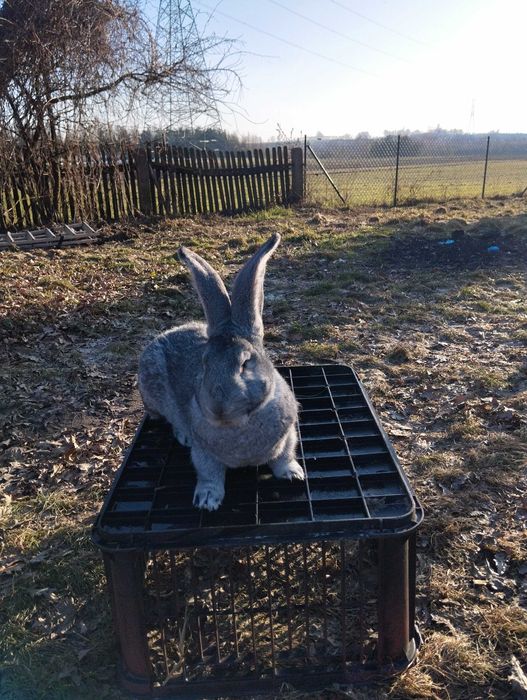 Olbrzym belgijski szynszylowaty