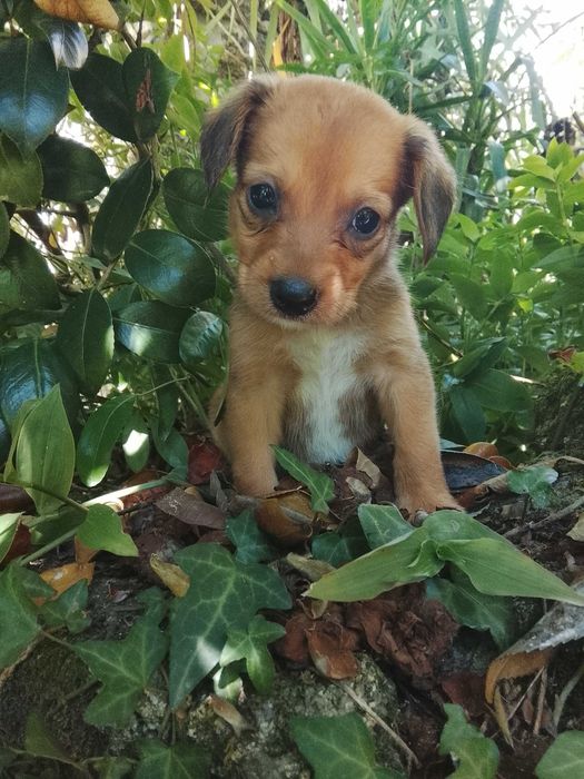 Cachorrinho para adoção responsável