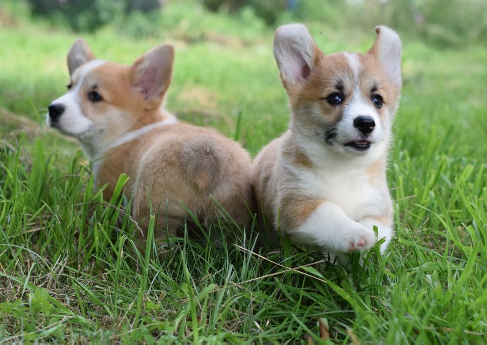 Прикрасні малюки Коргі цуценята