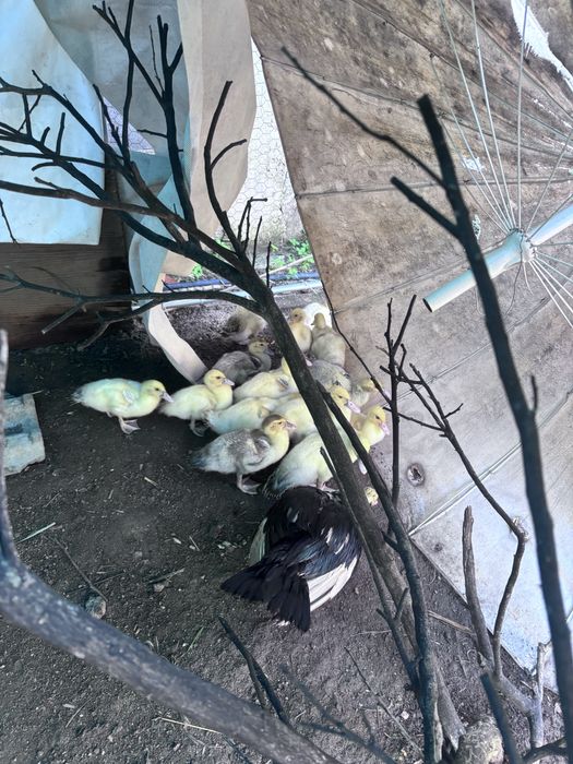 Patos  pequenos e grandes