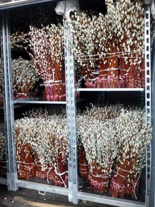 Bazie wielkanocne zapraszamy do rezerwacji na rok 2026