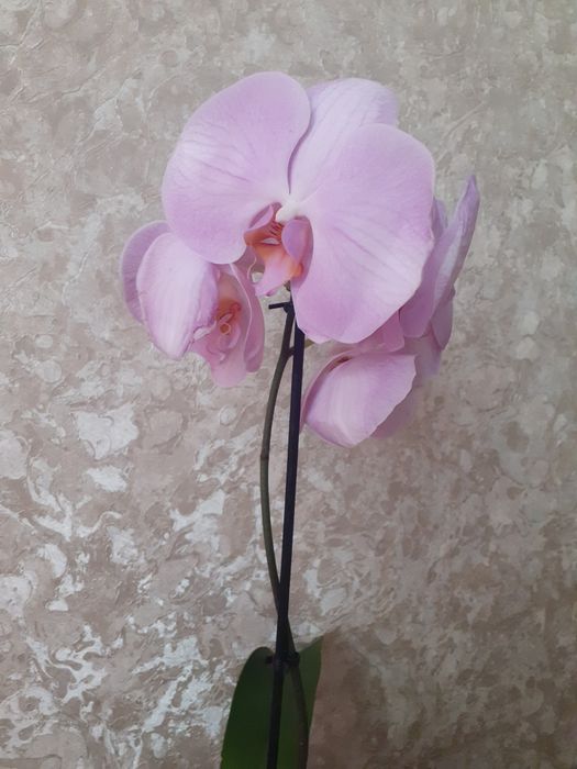 В наявності орхідеї