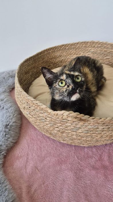 Urokliwa kicia do pokochania