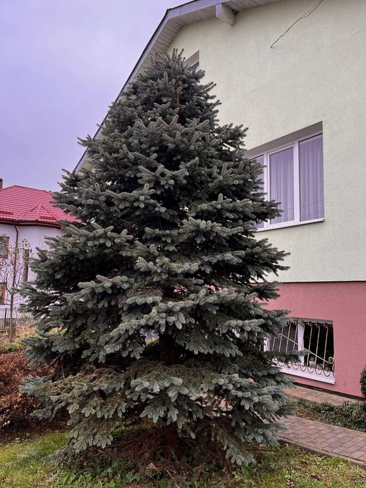 Ялинка блакитна