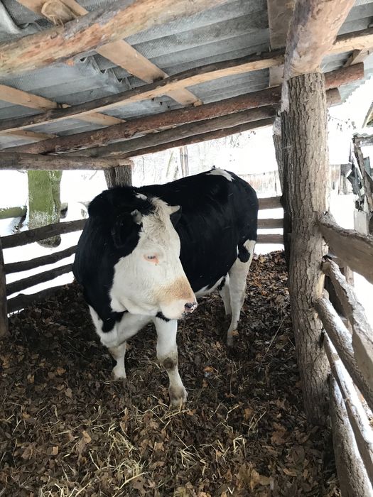 Продам тільну телицю 4 місяці