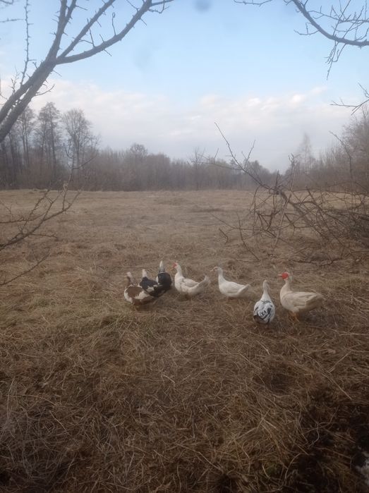 Індокачки великі
