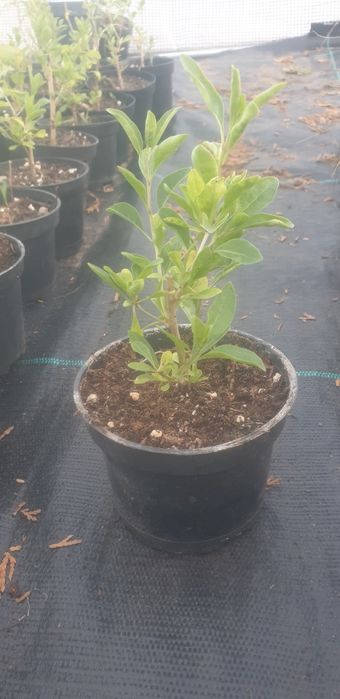 Jagoda goji sprzedam sadzonki