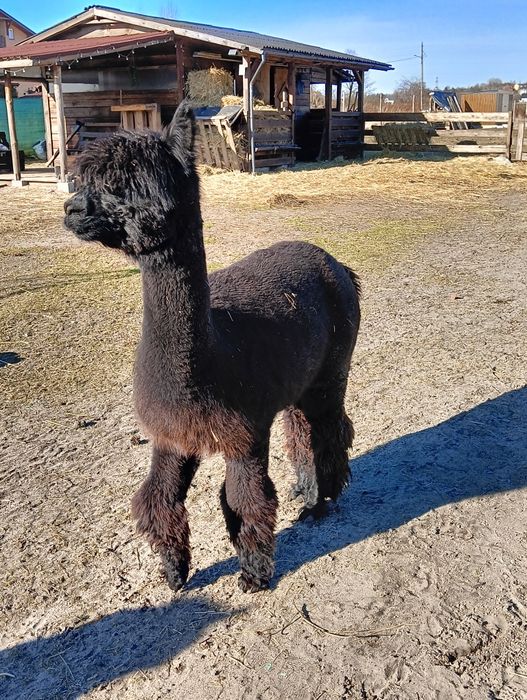 Alpaka i samica czarna