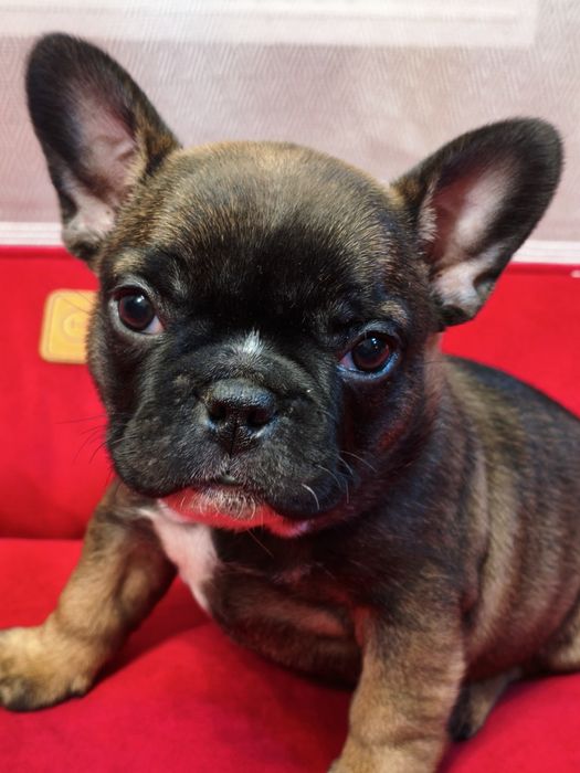 Цуценята французький бульдог