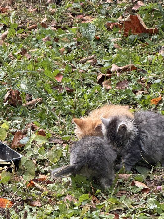 Безкоштовно віддам кошенят